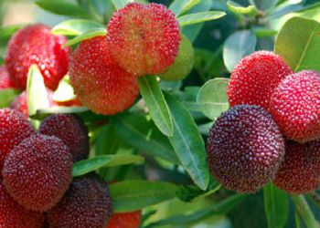 四面山野生杨梅酒